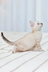 nov-fiona-bengal-kitten-alert-white-720_600x
