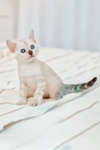 nov-fiona-bengal-kitten-blue-eyed-striped-400_600x