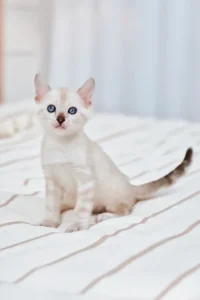 nov-fiona-bengal-kitten-blue-eyed-white-485_600x