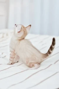 nov-fiona-bengal-kitten-light-furred-striped-517_600x