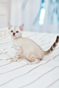 nov-fiona-bengal-kitten-white-blue-691_600x
